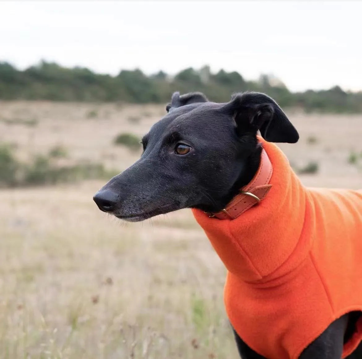Soft Winter Fleece for Whippet & Italian Greyhound with Turtleneck