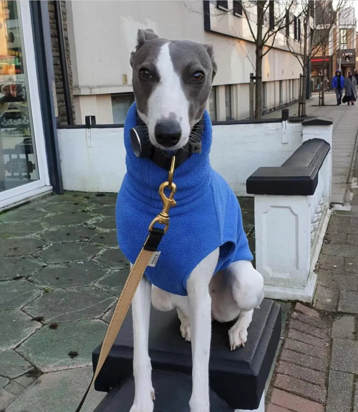 Soft Winter Fleece for Whippet & Italian Greyhound with Turtleneck